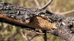 Some infestations can cause the bark on trees to peel.