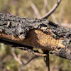 Some infestations can cause the bark on trees to peel.