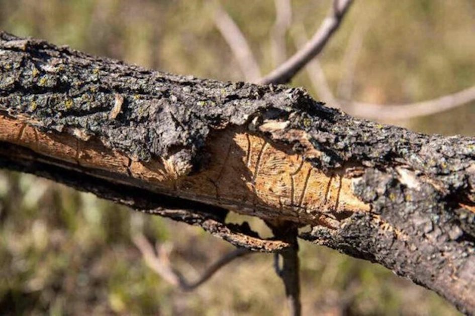 Tree Inswcts How to Protect Trees From Insects and Pests | Green Industry Pros