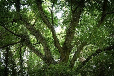 A large tree with full and green leaves is a sign of health.