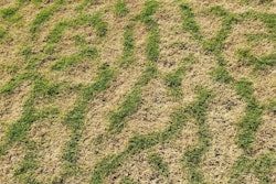 Typical Frost Bite Look For Bermuda Lat36 At Smr 02092021