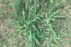 Crabgrass often requires a pre- and postemergent herbicide treatment to eradicate it.