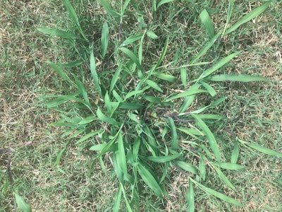 Crabgrass often requires a pre- and postemergent herbicide treatment to eradicate it.