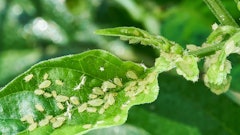Aphids are very small and can be seen in a variety of colors, including green.