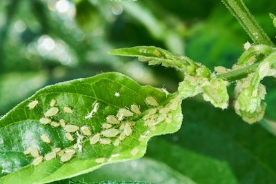 Aphids are very small and can be seen in a variety of colors, including green.