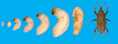 Billbug larvae are creamy white with a brownish head and are legless. However, adults are 0.25 to 0.5 inch long with an elongated snout.