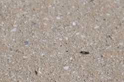 Chinch bugs can be as small as 1/10 of an inch.