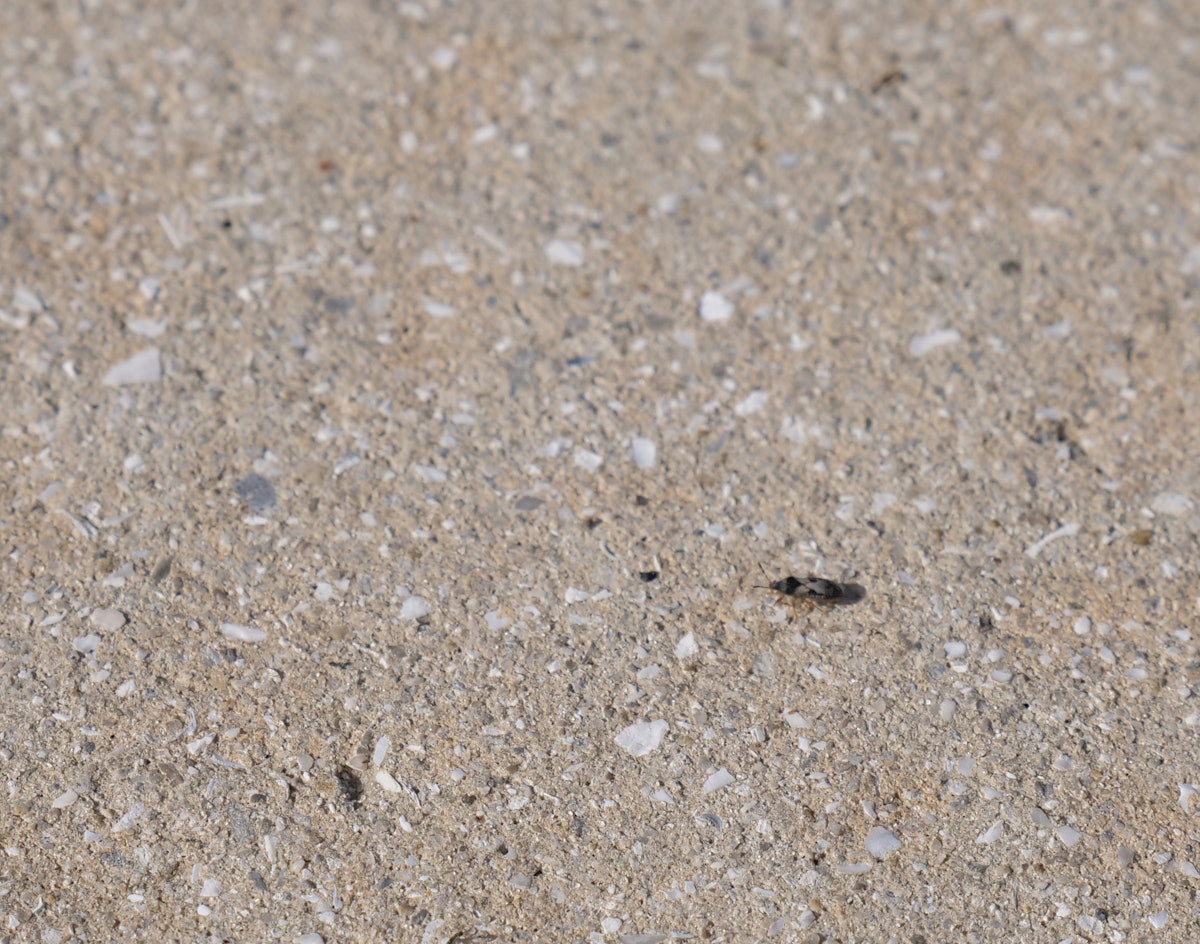 How to Control Chinch Bugs Green Industry Pros