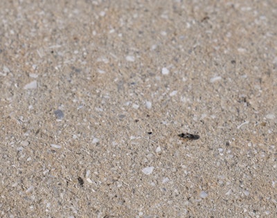 Chinch bugs can be as small as 1/10 of an inch.