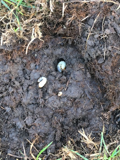 Grubs spend their live in the soil and may be difficult to reach with control products.