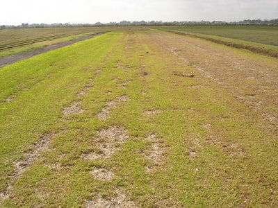 Chinch bug damage often looks like drought stress, so it's important to take a sample of a given area of turf.