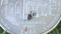 Dark in color with shiny, light-colored wings, chinch bugs can range in size from 0.1 to 0.5 inch long.