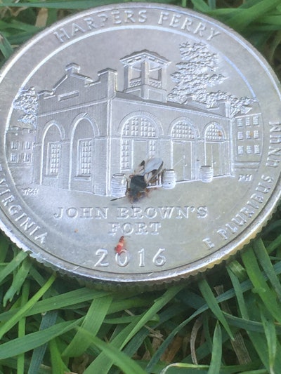 Dark in color with shiny, light-colored wings, chinch bugs can range in size from 0.1 to 0.5 inch long.