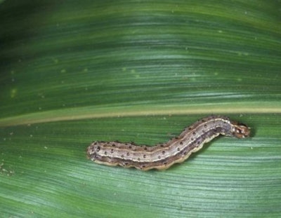 The mature larvae of fall armyworm can be identified by the inverted 'Y' pattern on its face.