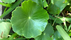 How To Control Weeds During The Summer1