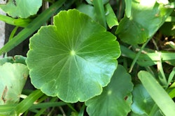 How To Control Weeds During The Summer1