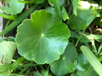 How To Control Weeds During The Summer1