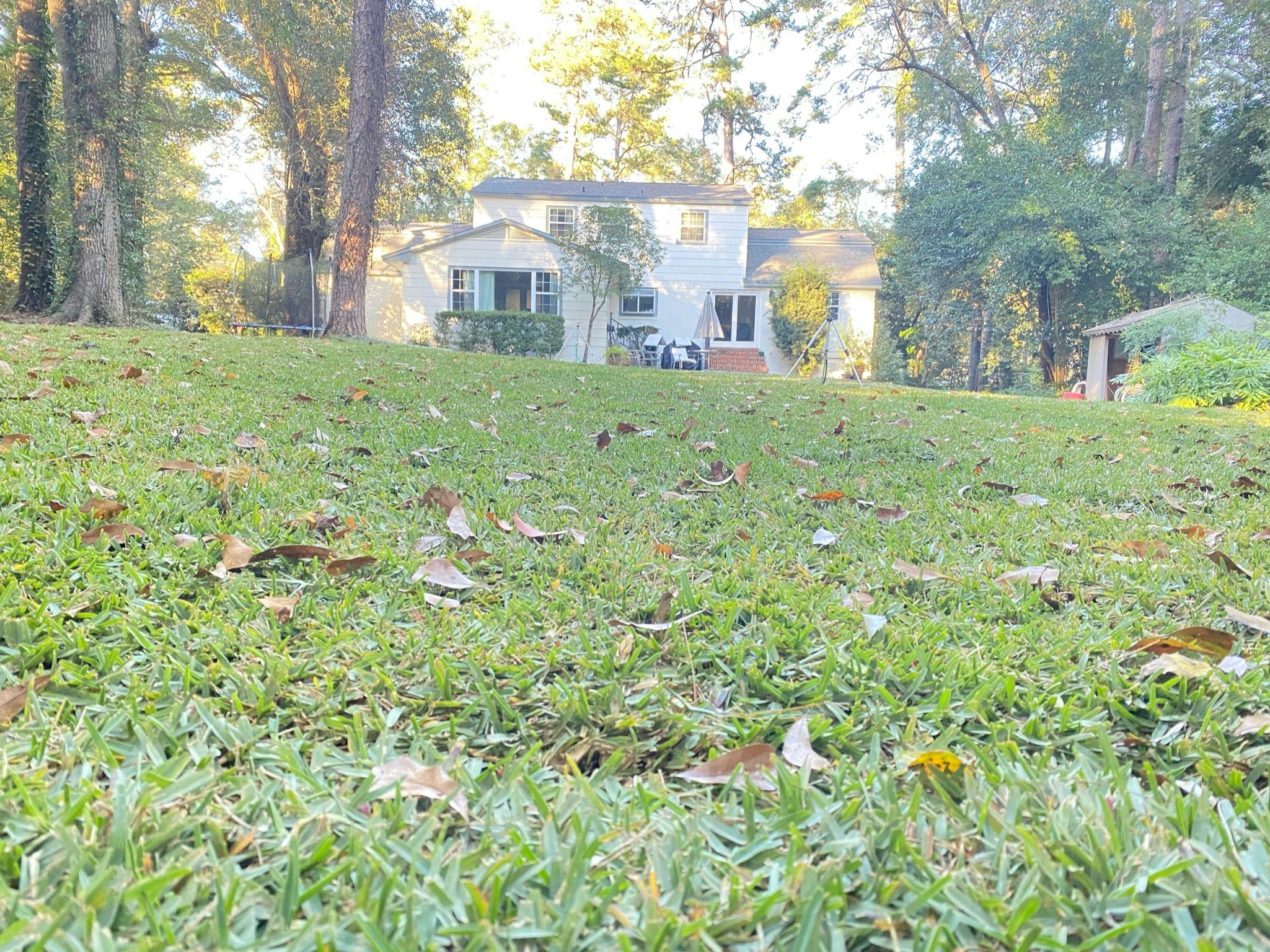 Lawn maintenance store advice