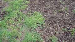 Proper fertilization, preventive fungicide applications and sufficient watering in the fall can prevent lawn disease from cropping up in a lawn.