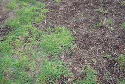 Proper fertilization, preventive fungicide applications and sufficient watering in the fall can prevent lawn disease from cropping up in a lawn.