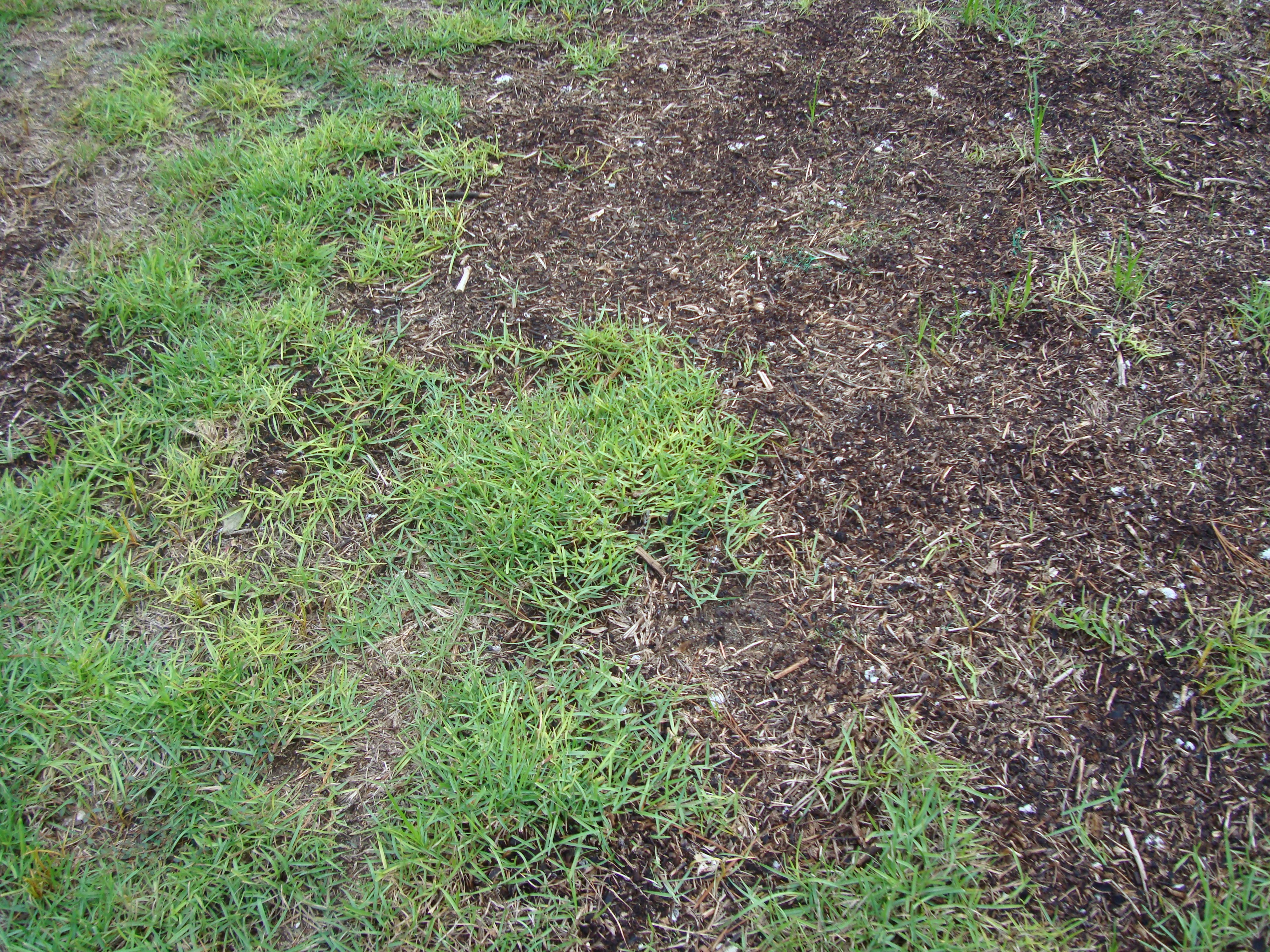 Lawn diseases 2025