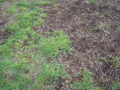 Proper fertilization, preventive fungicide applications and sufficient watering in the fall can prevent lawn disease from cropping up in a lawn.