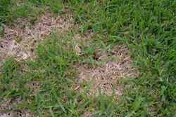 Winter Grass Problems