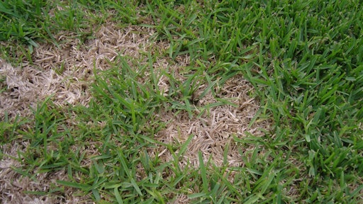 Winter Grass Problems