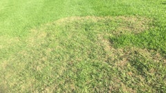 Preventing Large Patch In Lawns Desktop