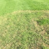 Preventing Large Patch In Lawns Desktop