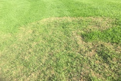Preventing Large Patch In Lawns Desktop