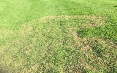 Preventing Large Patch In Lawns Desktop