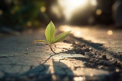 Adobe Stock 598607984