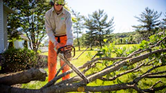 Jte Tree Work 65ae9c87e7468