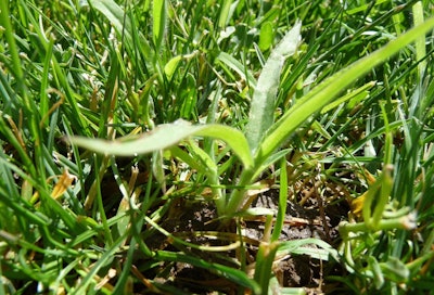 Crabgrass