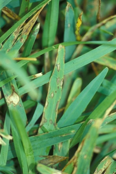 Gray leaf spot