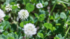Clover