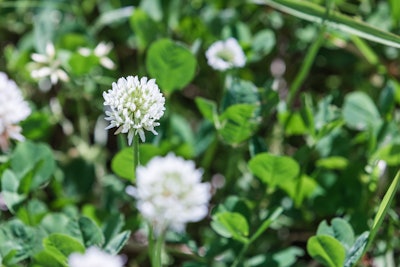Clover