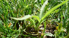 Crabgrass