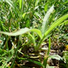 Crabgrass