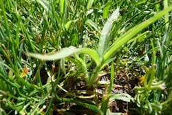 Crabgrass