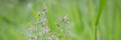 Poa annua