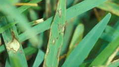 Gray leaf spot