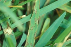 Gray leaf spot