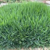 Brazos Zoysiagrass