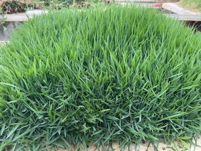 Brazos Zoysiagrass