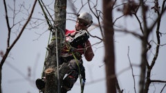 Kc320 9 In Tree 1