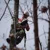 Kc320 9 In Tree 1