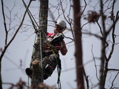 Kc320 9 In Tree 1
