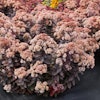 Sedum 'Mocha Magic'